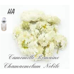 camomille_romaine_