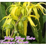 ylang