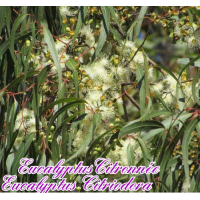 eucalyptus_citronnee