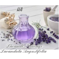 lavande_sauvage_943496093