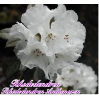 rhododendron