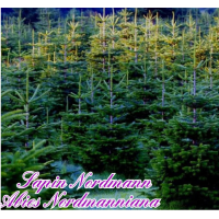 sapin_nordmann