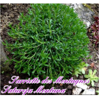 sarriette_des_montagnes