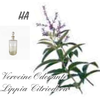 verveine_odorante_1343927830